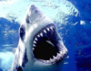 Beware the sharks in the ocean. Beware the sharks in the ocean.